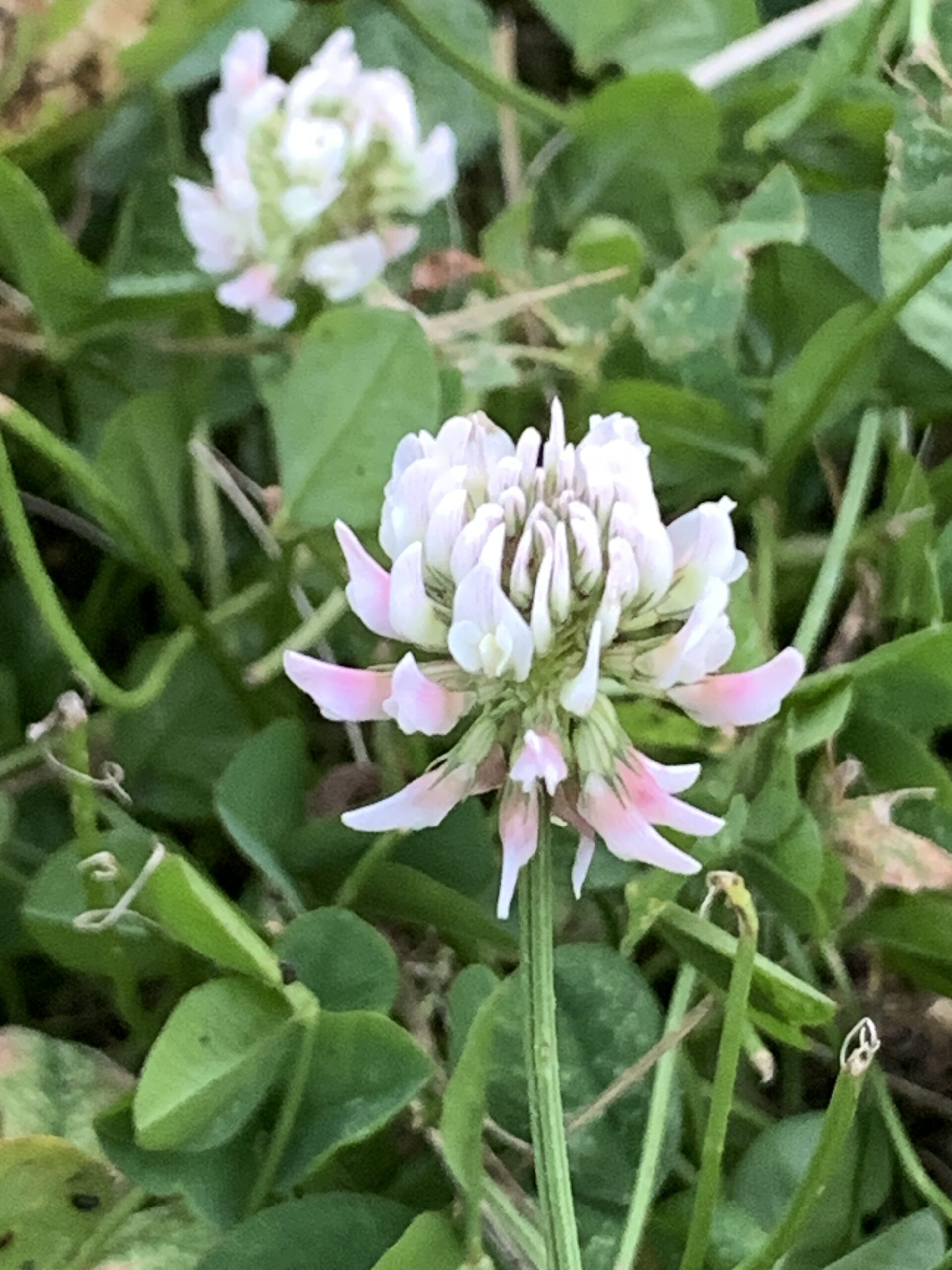 Like its larger red cousin, White Clover blooms with balls of tiny white flowers. By far most of the leaves of this legume have three leaflets, but about one in ten thousand has four.