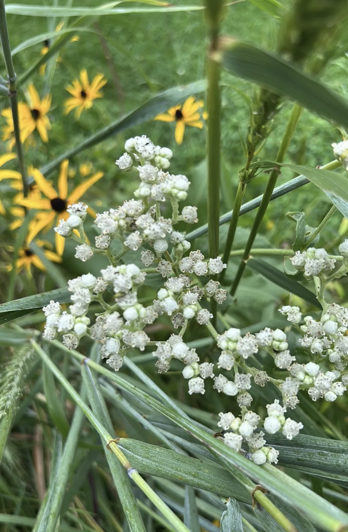 Pea-size, snow-white, pearl-shaped flowers bloom in profusion atop wild quinine in the Owl Acres Prairie Garden.