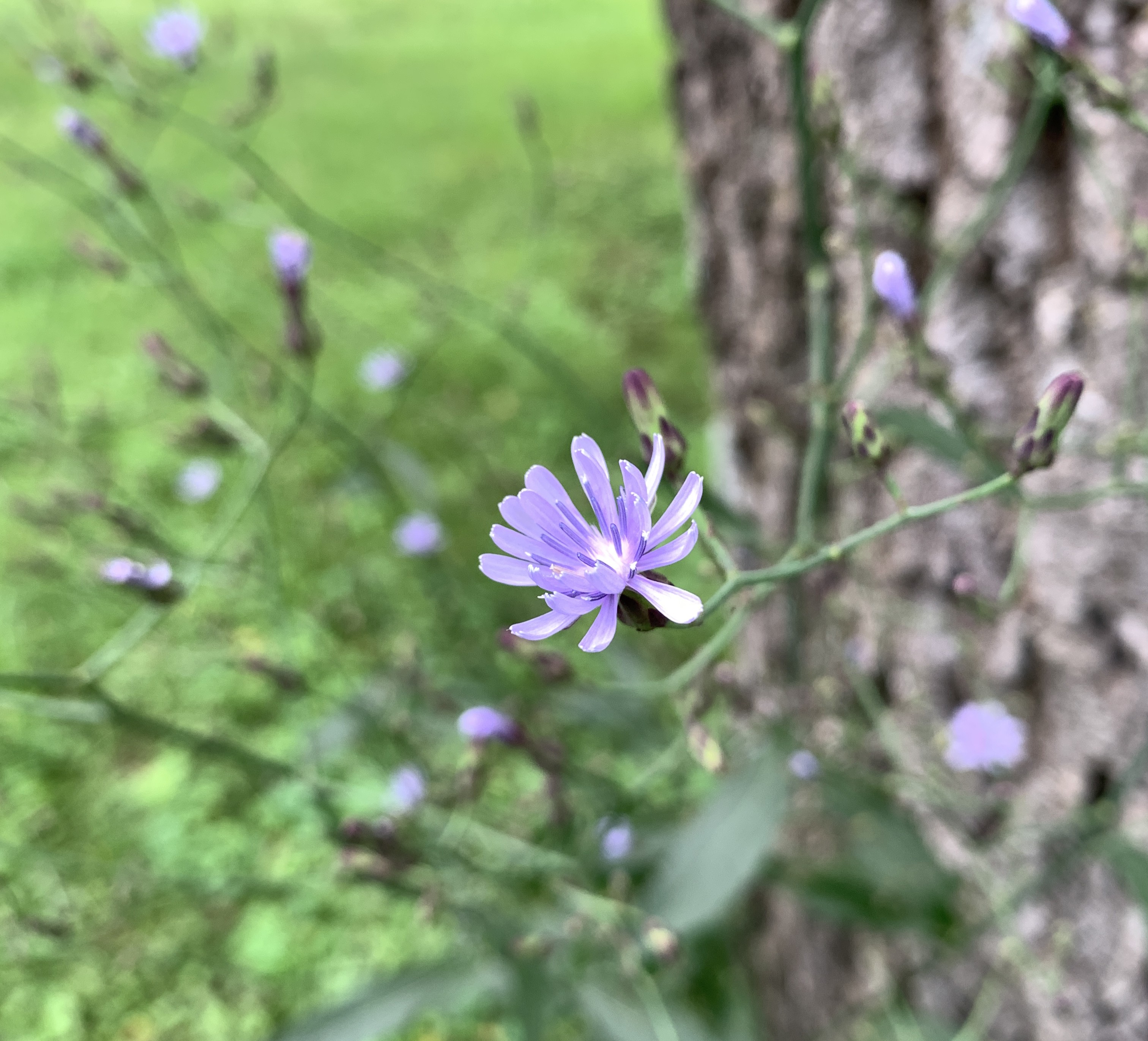 A pale purple, daisy-like flower tops one of about a dozen separate stalks on Woodland Lettuce.