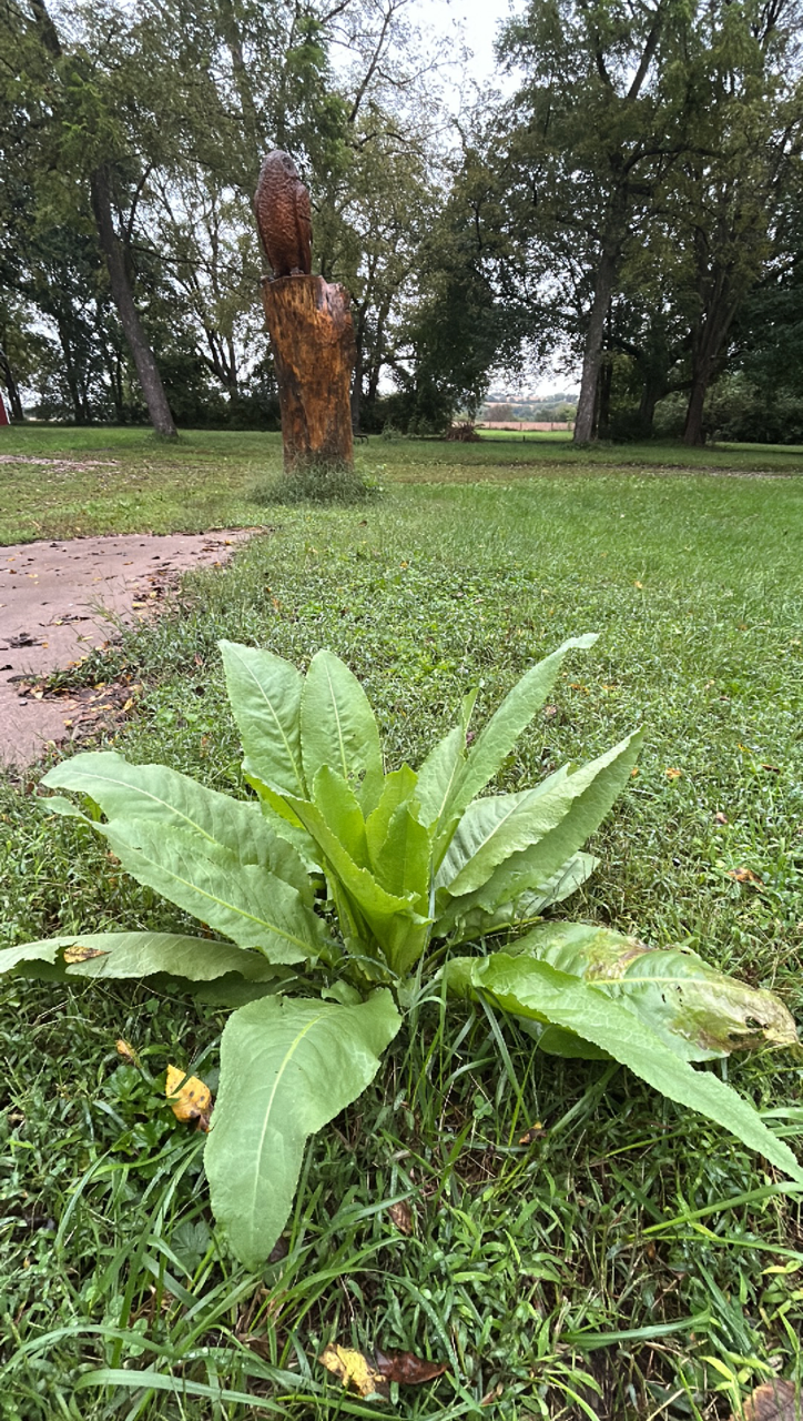 Study in persistence. Large, wavy-edge leaves of Curly Dock tower over the short clipped grass in the front yard. The plant has been here all season and gets mowed off every time. And every time, it grows back just like this. The Owl Acres tree sculpture stands in the middle background. In the distance are black walnuts that are dropping nuts and leaves already on this first day of fall.